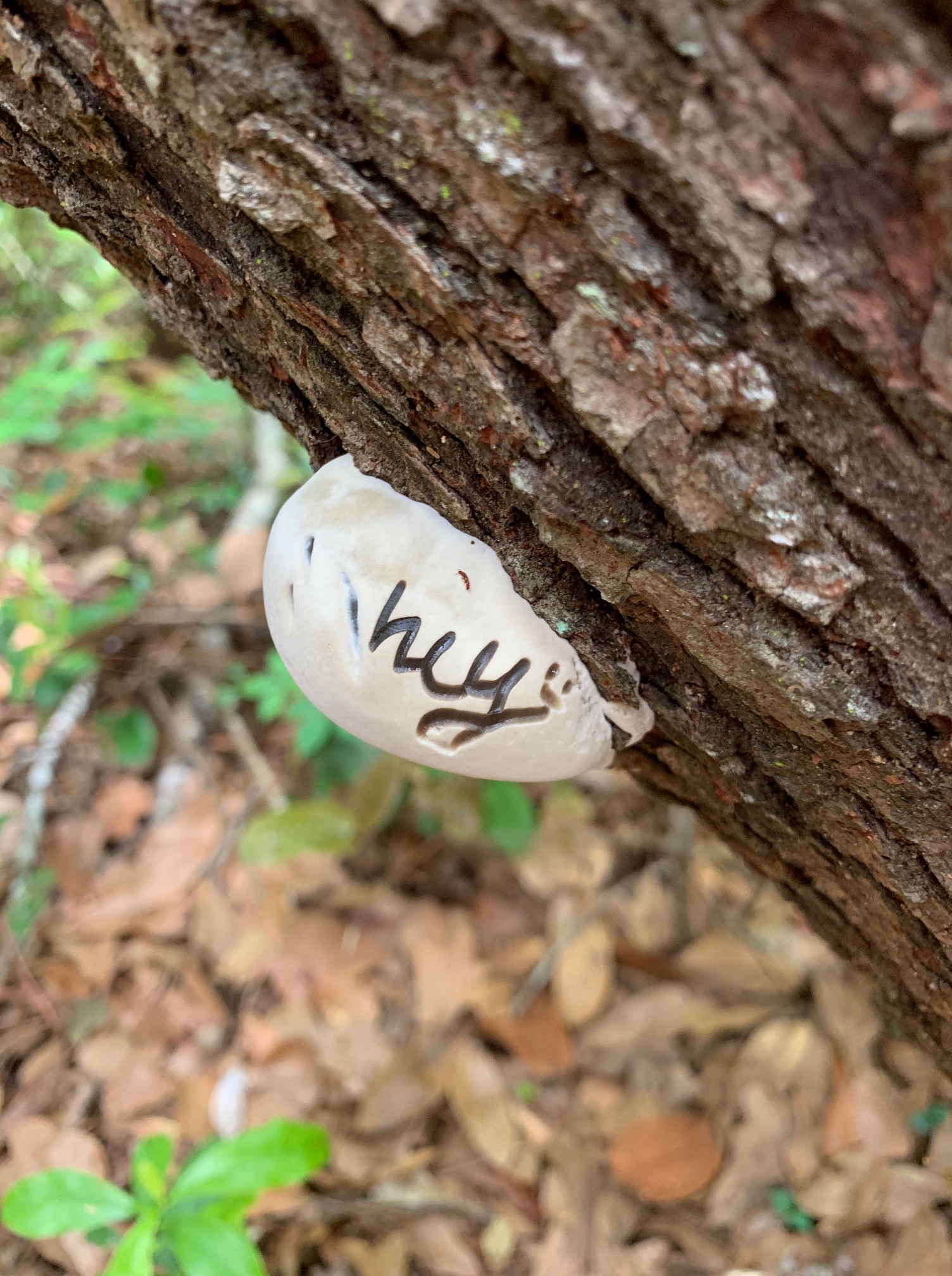 My Words: Finding a message on a&nbsp;mushroom